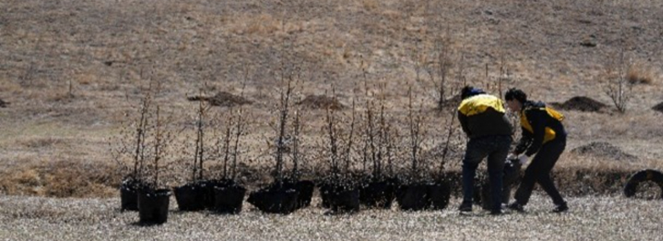Tree-Planting-7.jpg